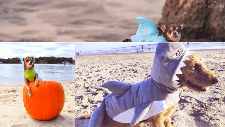 Dog Shark Costume