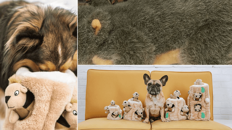 Squirrel Dog Toy