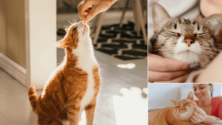 Freeze Dried Cat Treats