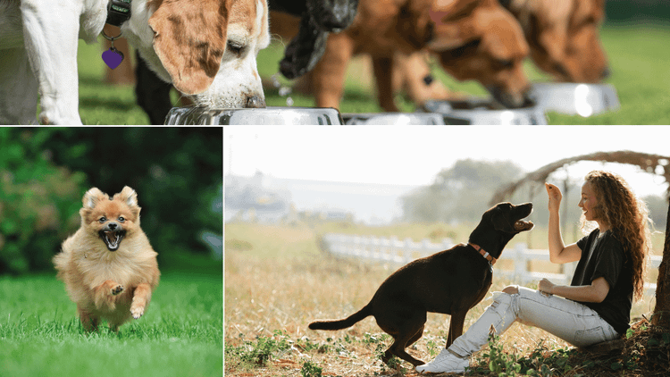 Healthy Dog Treats