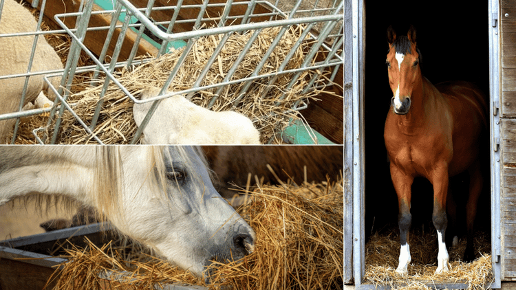 Hay Feeders for Horses
