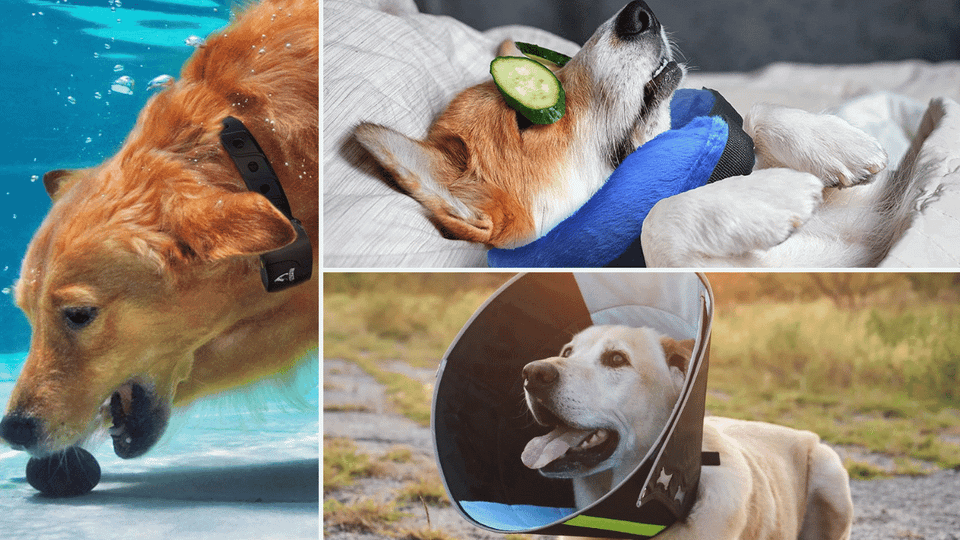 Calmer Collar for Dogs
