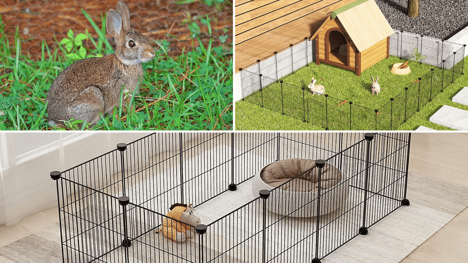 Rabbit Fencing