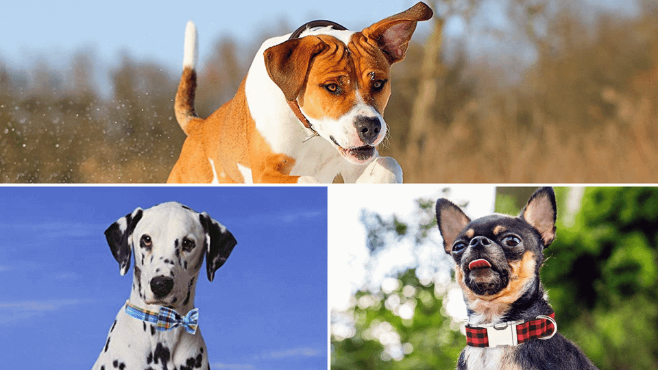 Plaid Dog Collars