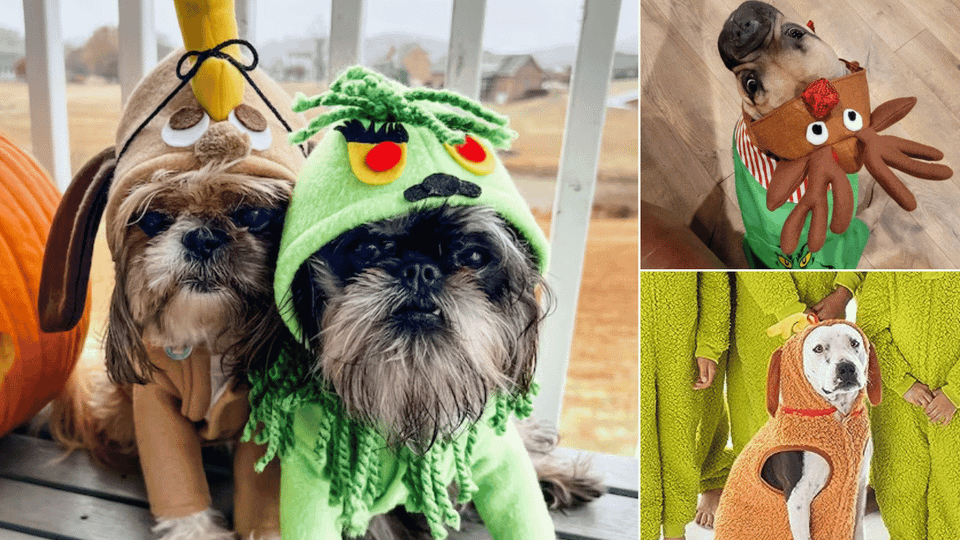 grinch dog costume