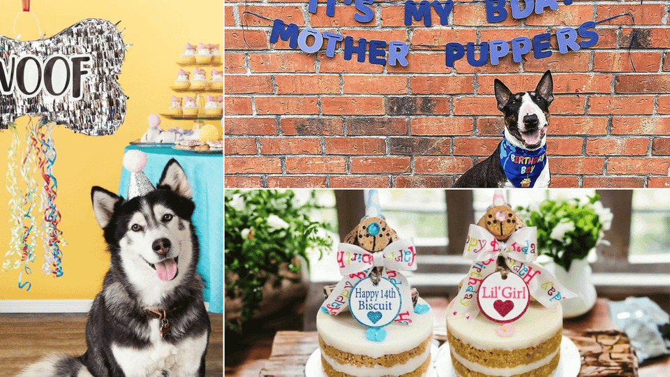 Dog Birthday Party