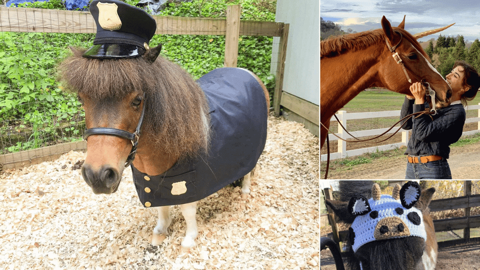 Costumes for Horses