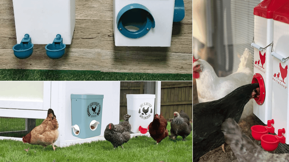 Chicken Feeders and Waterers