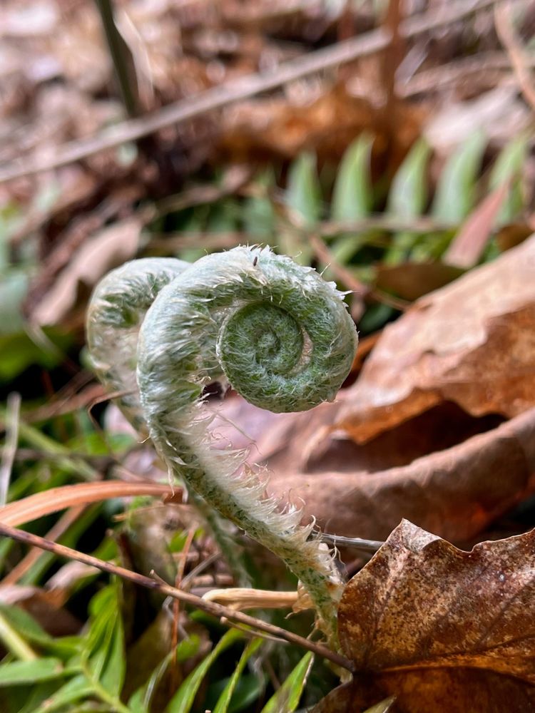 Unfurling