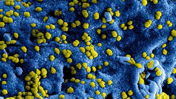 Flesh-Eating Nightmare: Japan's Battle Against a Silent Killer