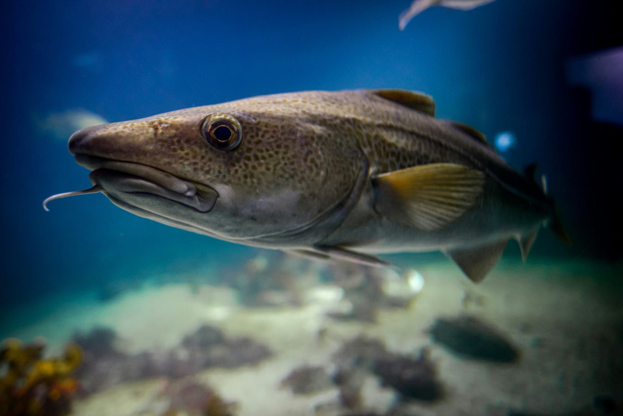 Fishtre, un point de bascule!