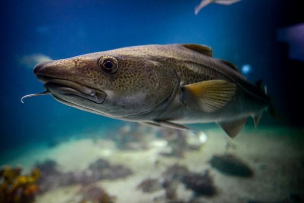 Fishtre, un point de bascule!