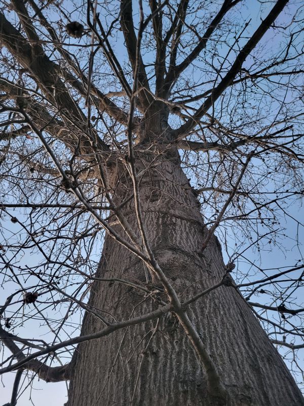 Shade of the Tree