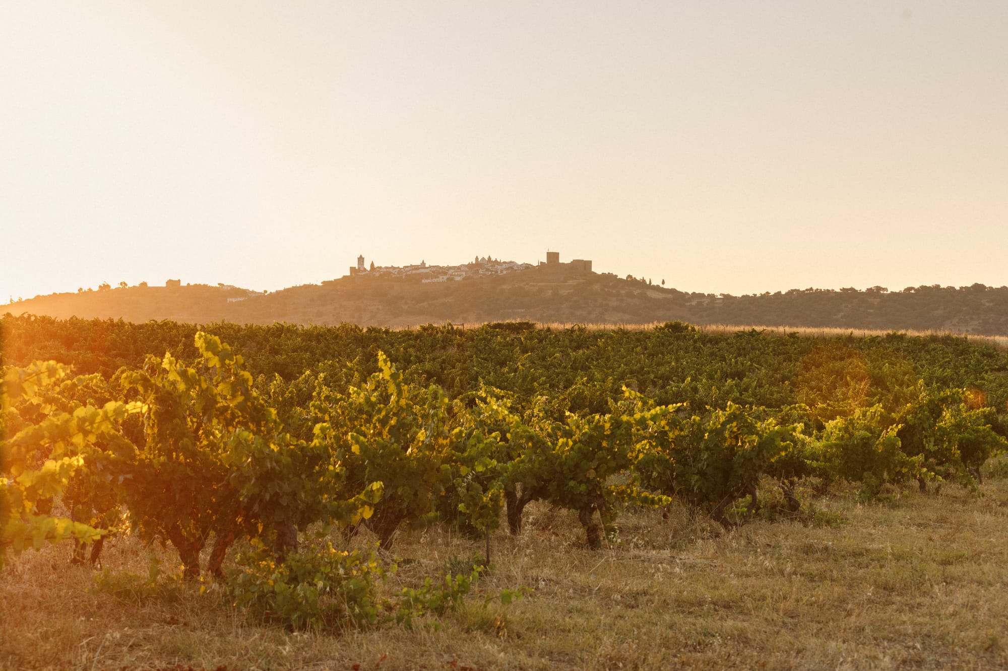 Barrocal_Credit_Barrocal_@AshJames_Vineyards_Sunset