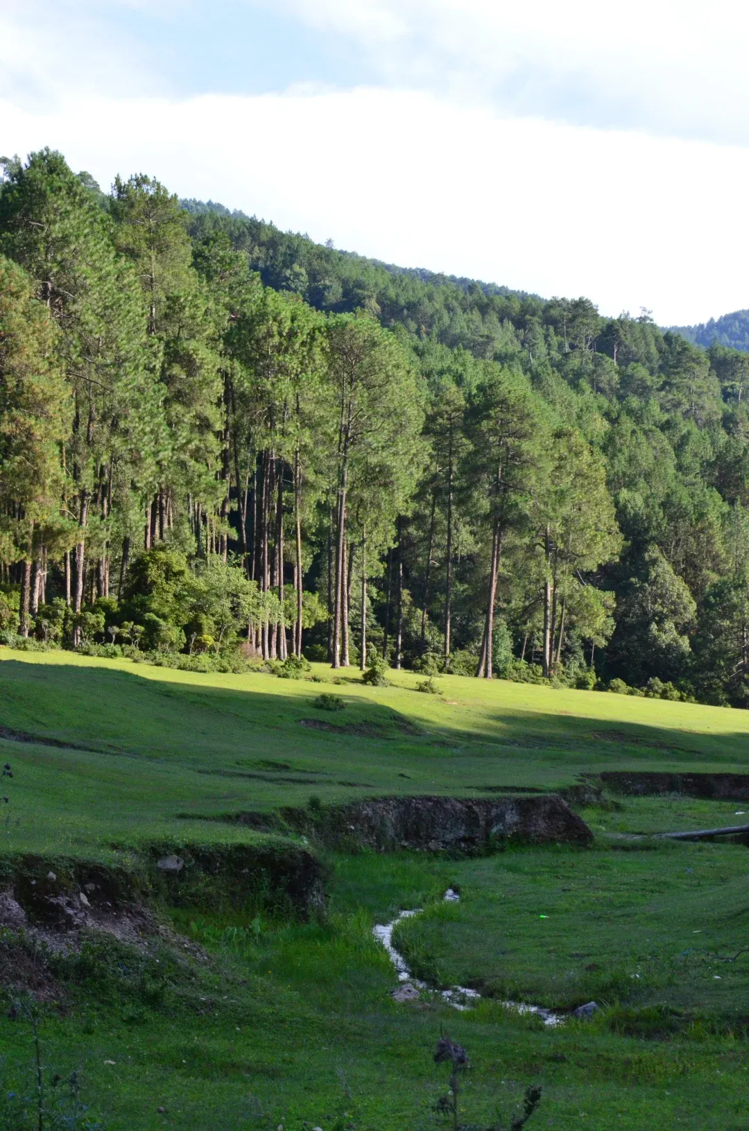 Dalangba_CreditJiangXing_Forrest