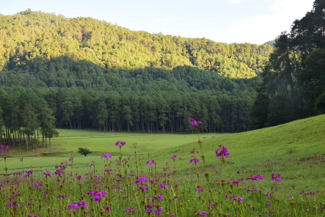 Dalangba_CreditJiangXing_flowers_forrest