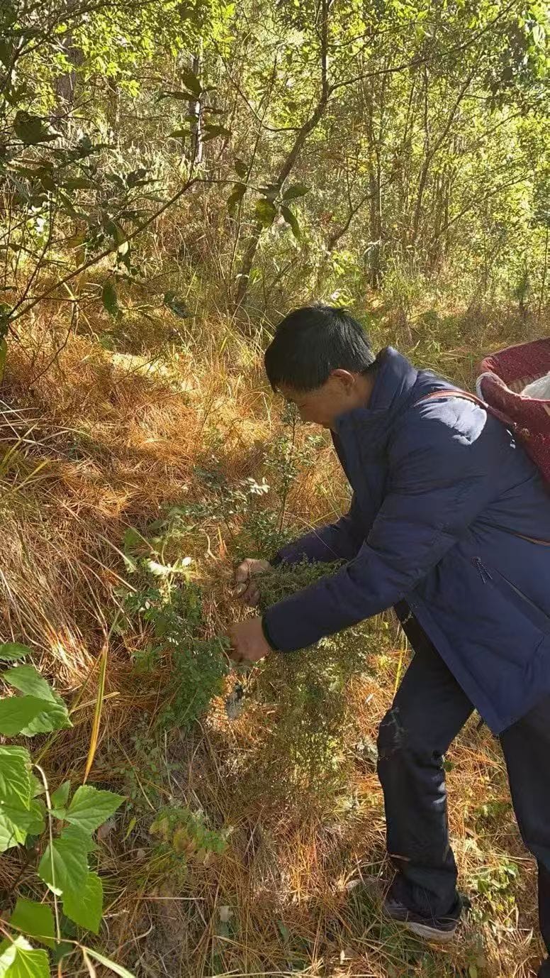 DaqingshuInn_CreditDaqingshuInn_Father_Herbs