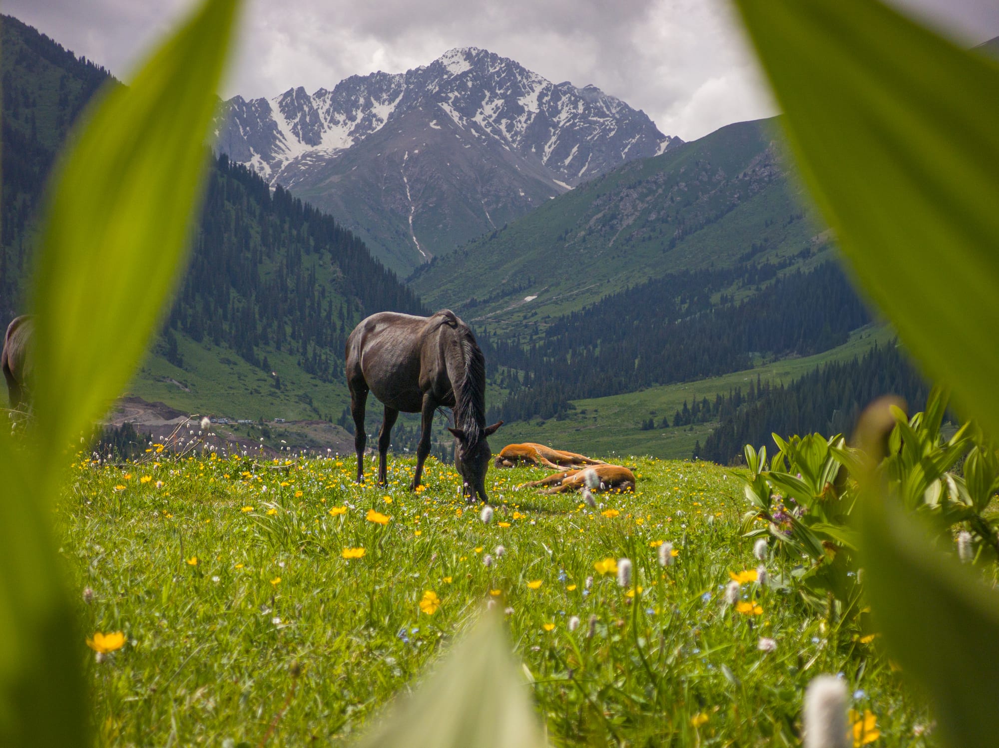 Jyrgalan_CreditLessismorememories_Horse_Mountains