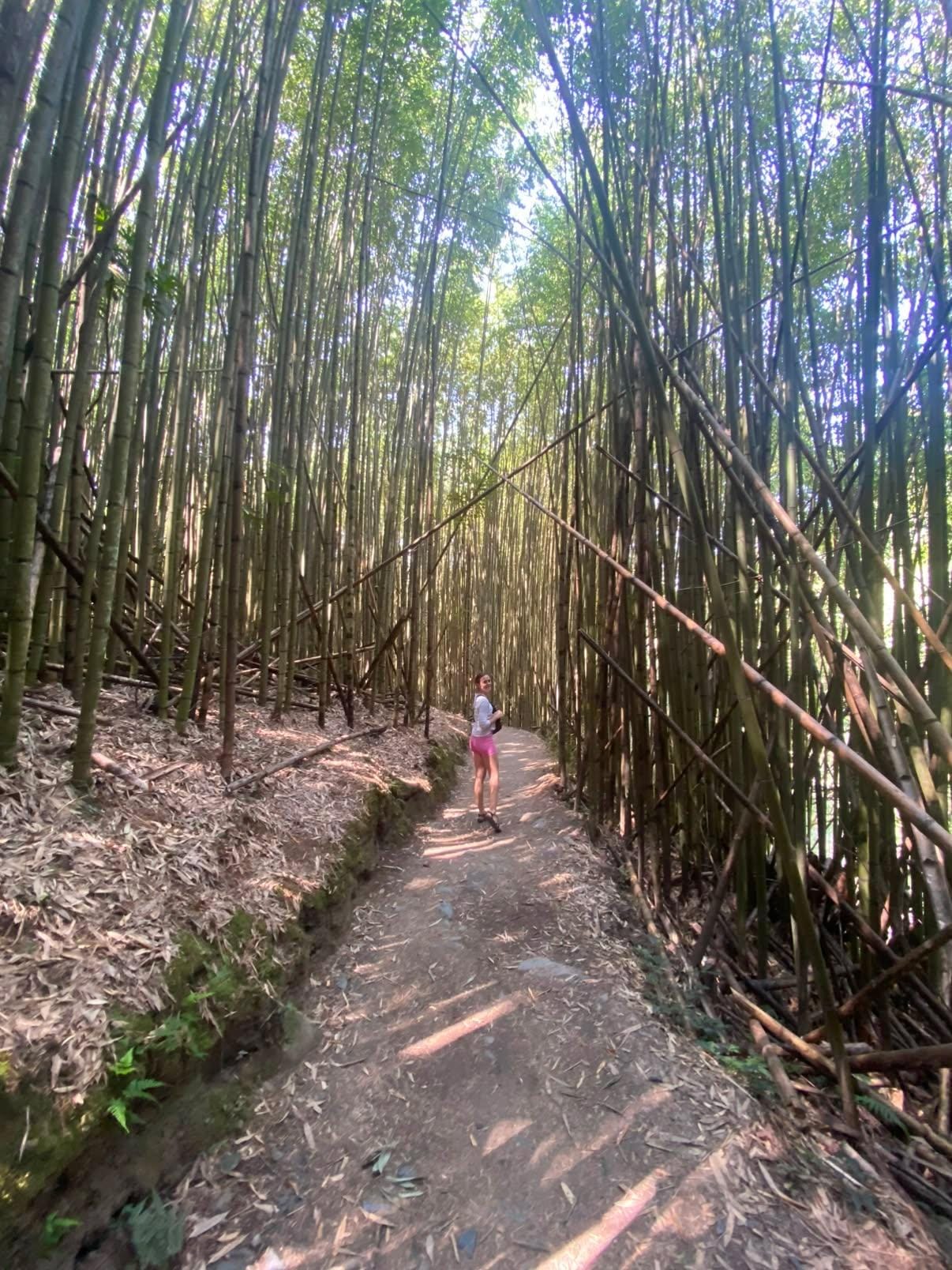Smangus_CreditCarolMurpi_Forest