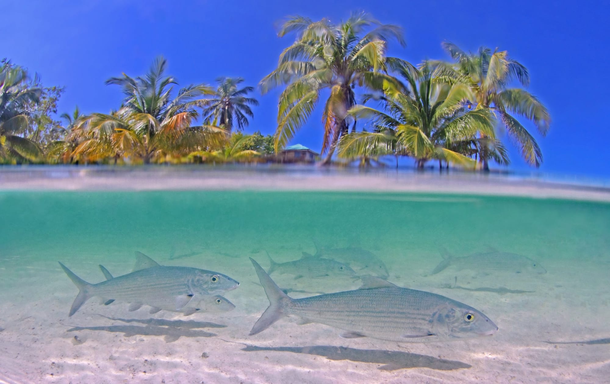 Belize — Riff, Rhythmus und Rückzugsorte