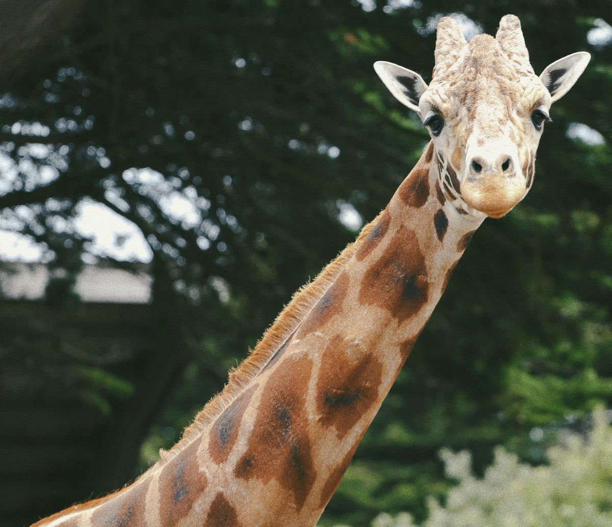 Make your LLM Fully Utilize the Context