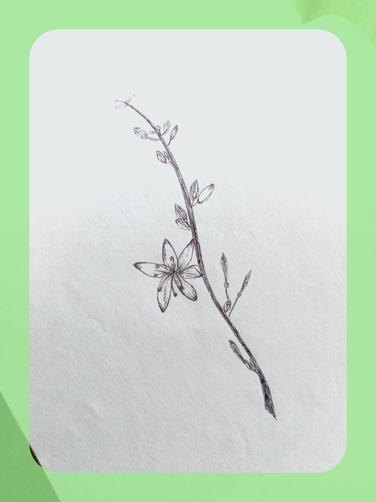 Joyous Creativity | Pitaya Letter 6