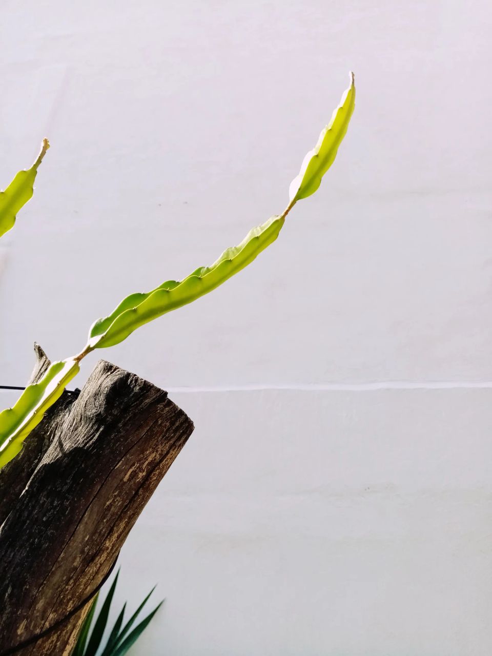 a pitaya plant growing over a log, a yuca plant and a white background