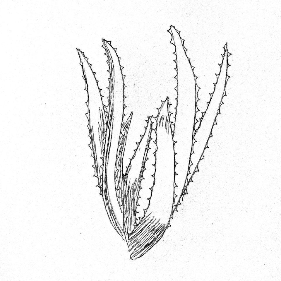 a hand made drawing of a small aloe vera, also called guaco