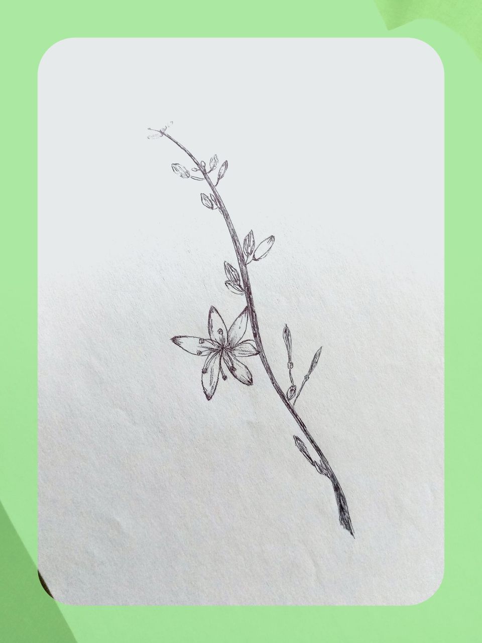 Joyous Creativity | Pitaya Letter 6