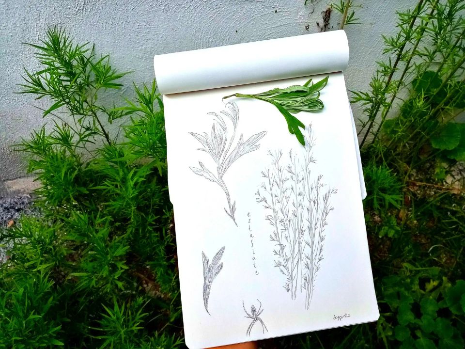 Plant Sketching