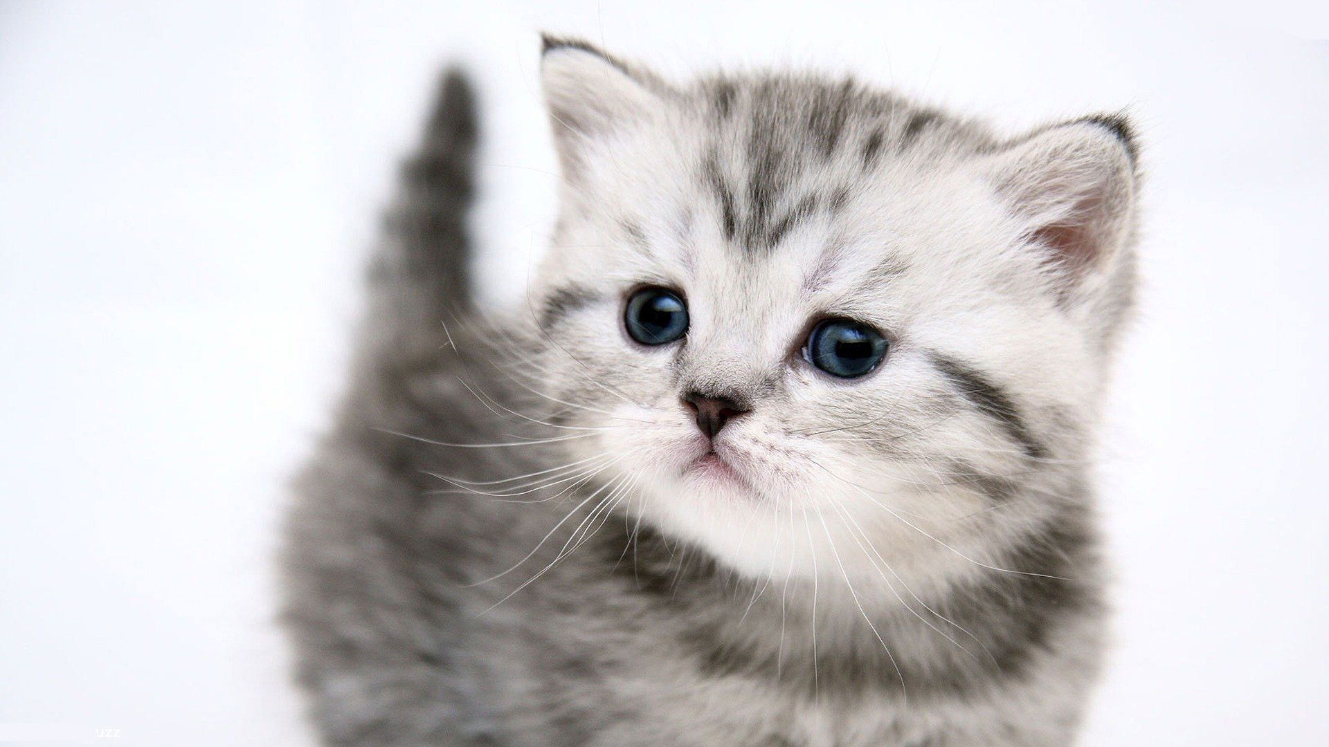 Happy National Cat Day! 🐈 🐈 🐈
