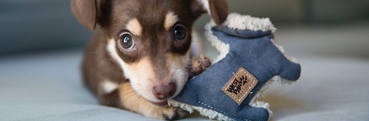 15 Best Dog Toys & Treats You Can Earn Free Bitcoin Back on at Chewy.com 🐶