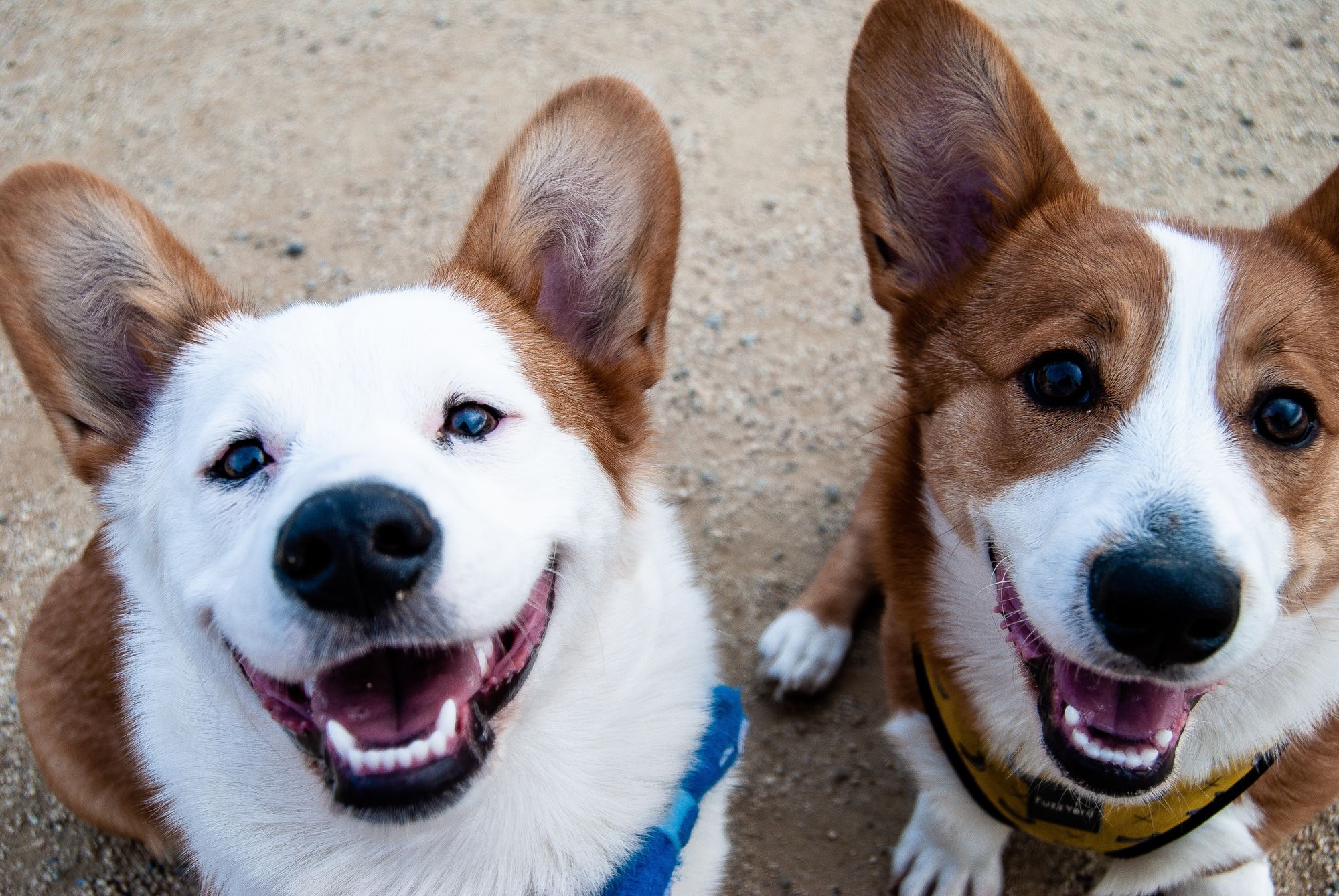 Celebrate National Dog Day With Free Bitcoin Back From Chewy, Petco, and More! 🐕