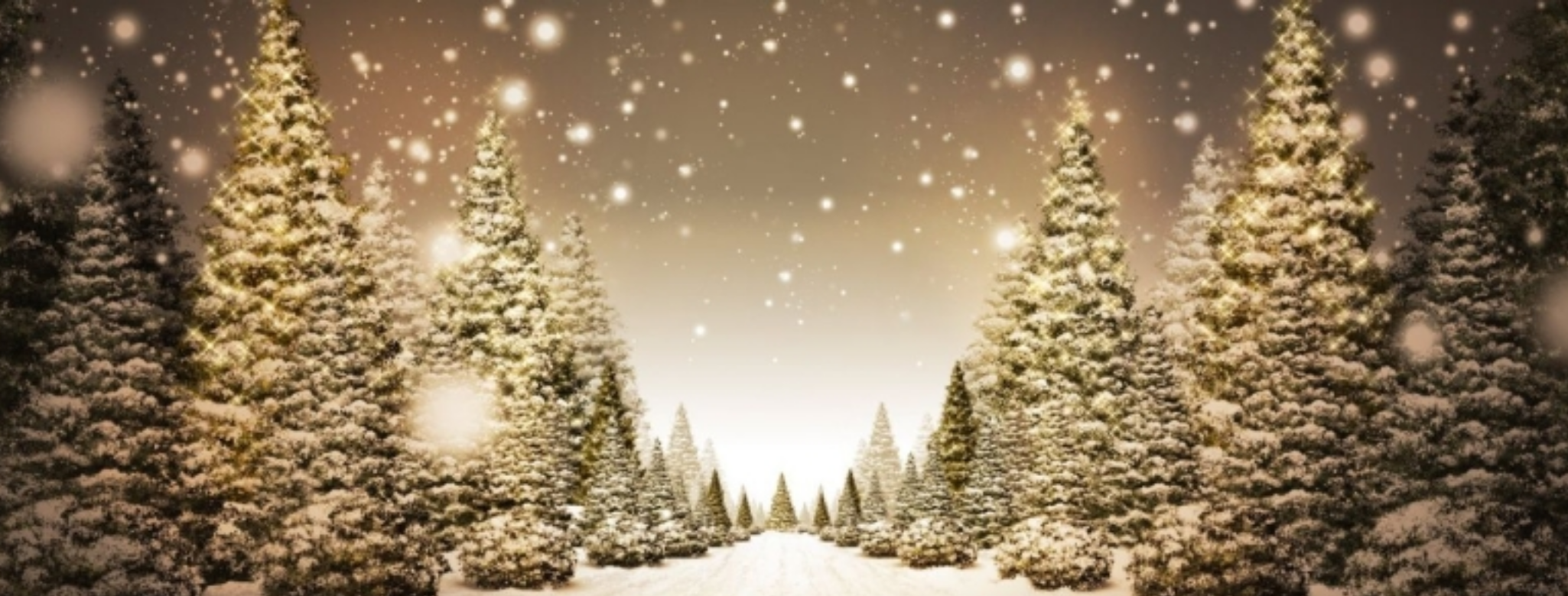 Lolli’s Holiday Gift Guides🎄