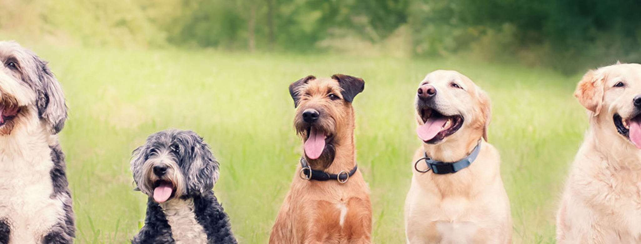 Gifts for the Pet Lover 🐶