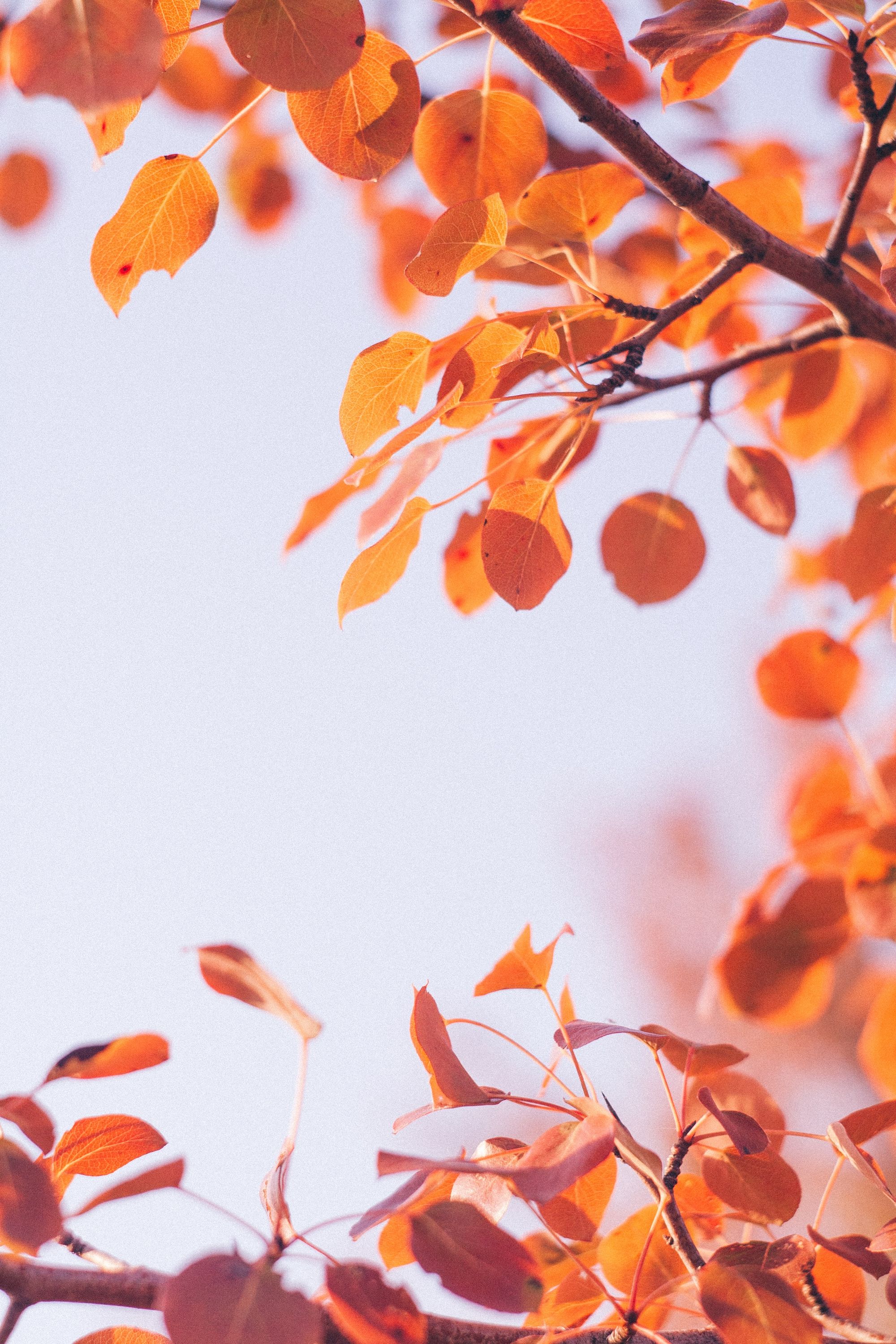 Falling for Savings: Uncover the Top Fall Sales of the Season!