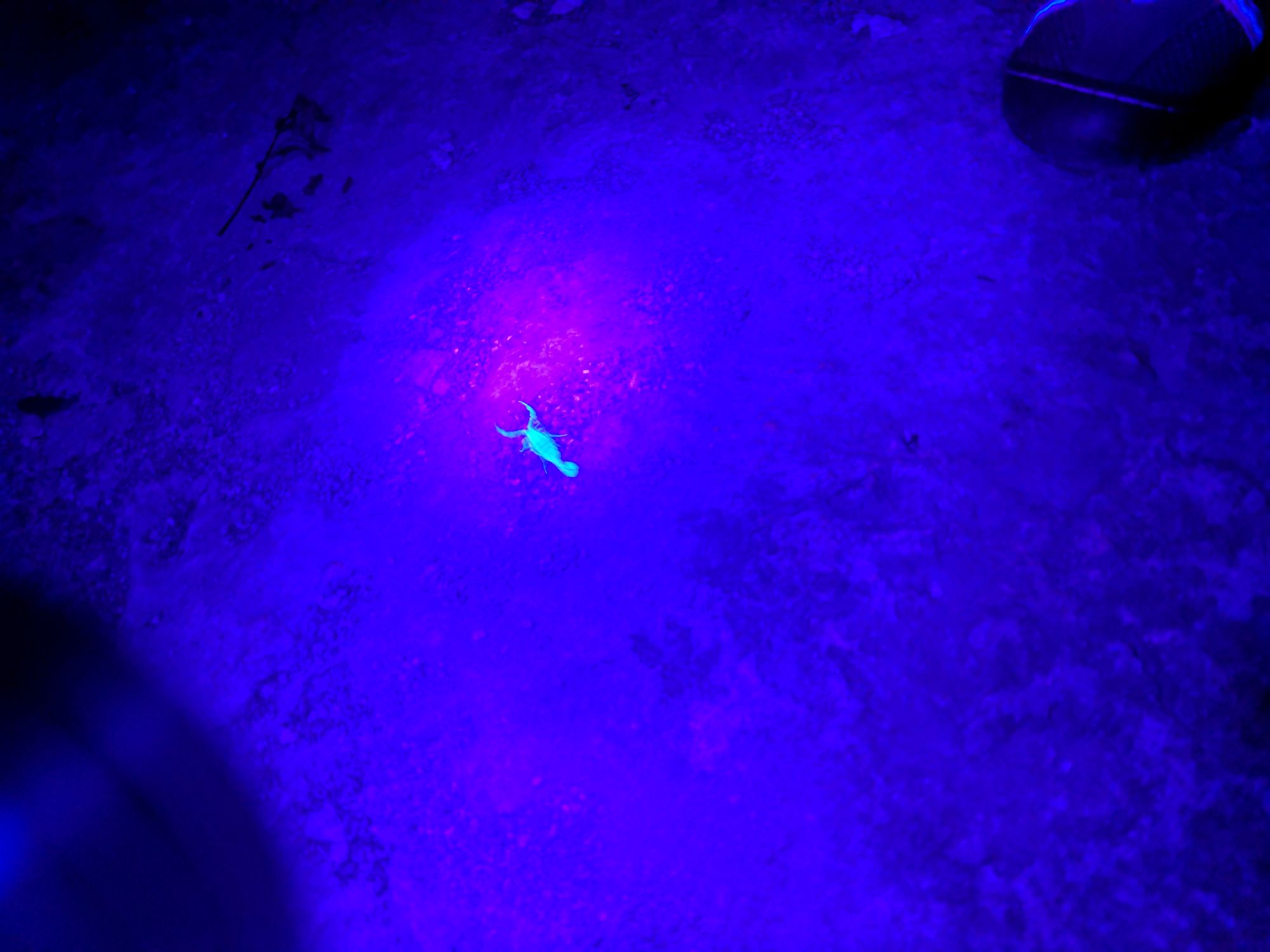 Night Hike: Scorpion Hunting