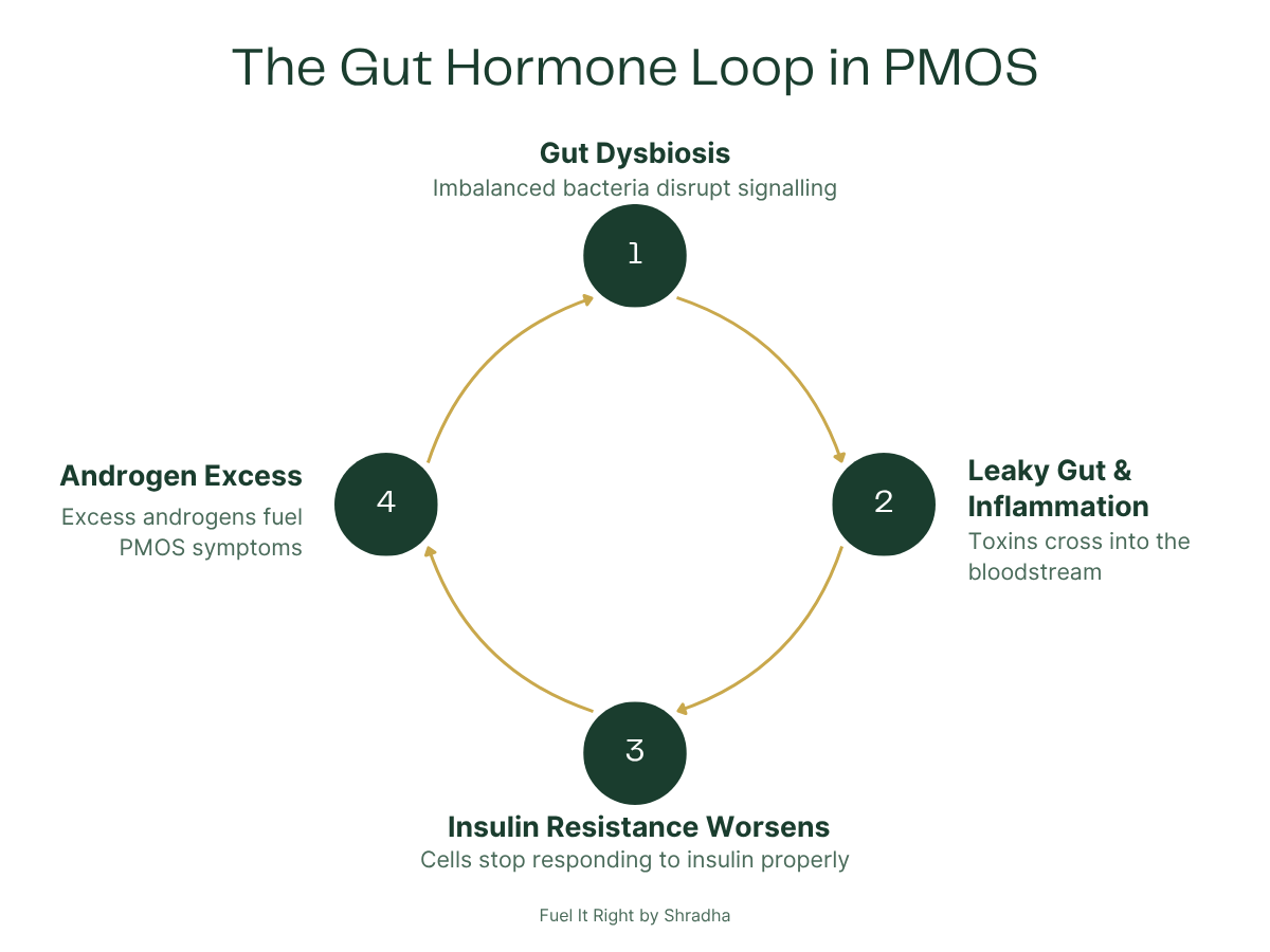 The gut hormone loop in PMOS — gut dysbiosis leads to leaky gut and inflammation which worsens insulin resistance driving androgen excess back to gut dysbiosis