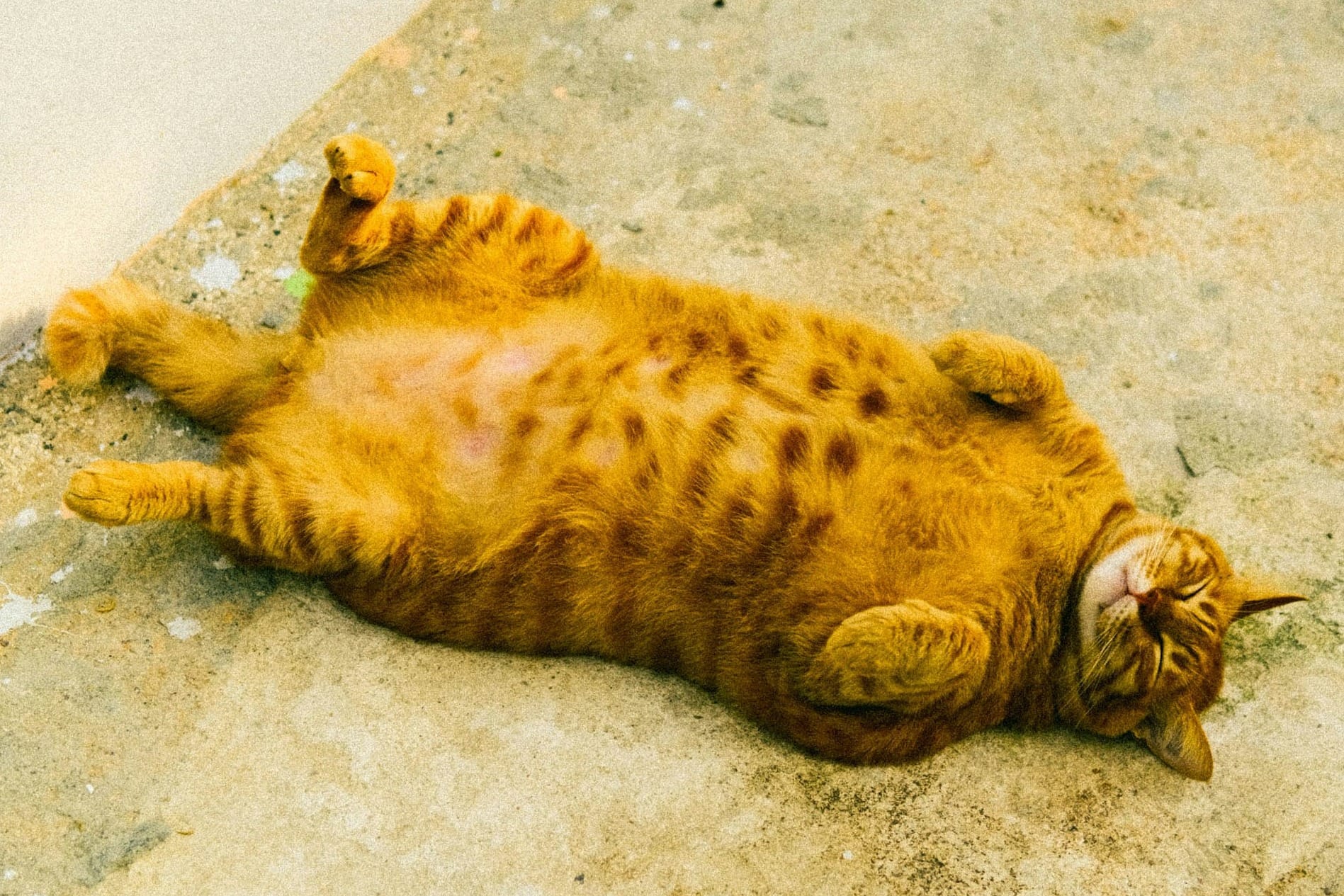 a cat that is laying down on the ground