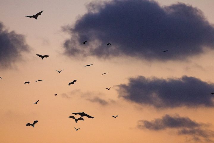 Secret Life of Your Home: The Bat Post I Never Expected to Write