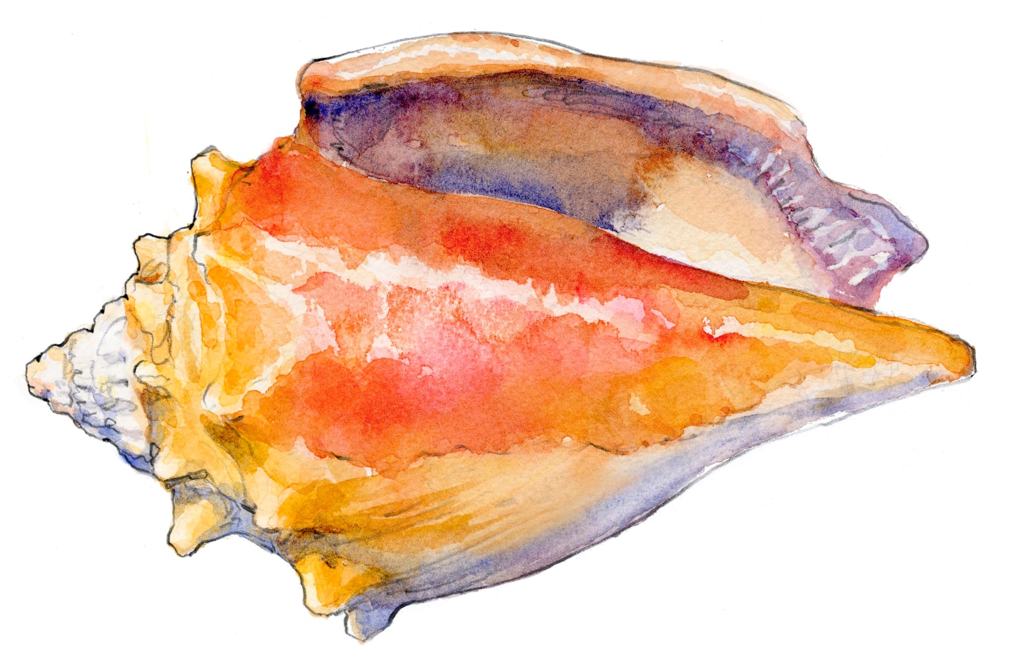 Depicted: a watercolor painting of a Florida Fighting Conch shell