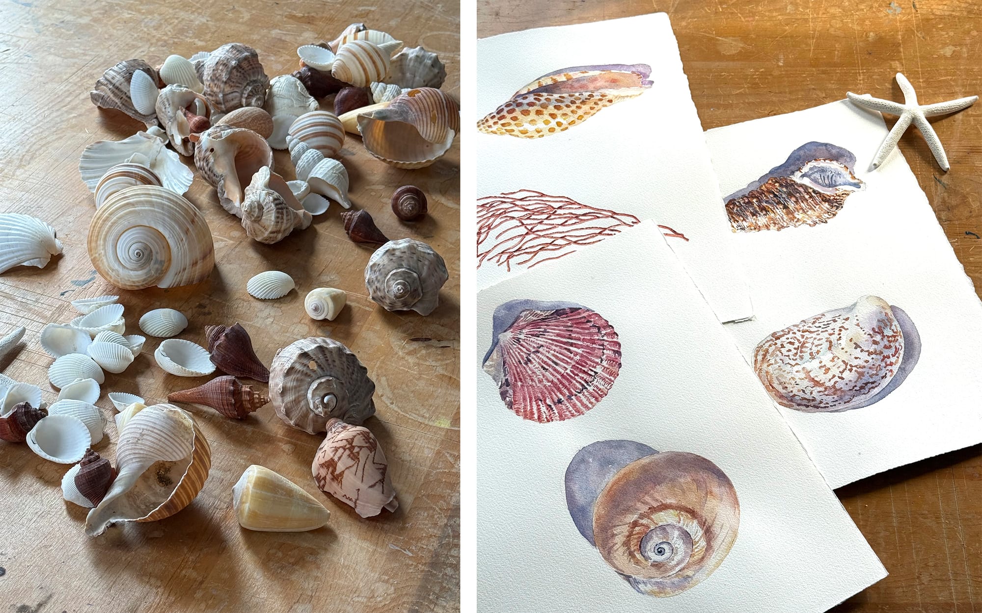 Depicted: on the left, dozens of varieties of shells on a wood table; on the right, watercolor paintings of a half-dozen shells