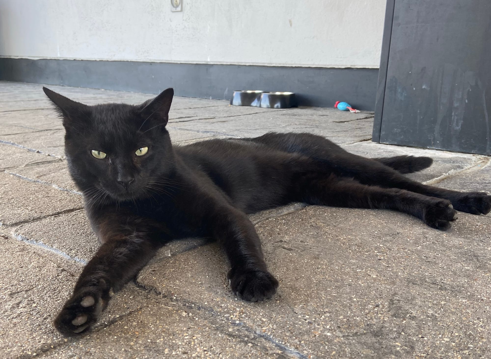 A black cat lies on a walkway in front of a wall.