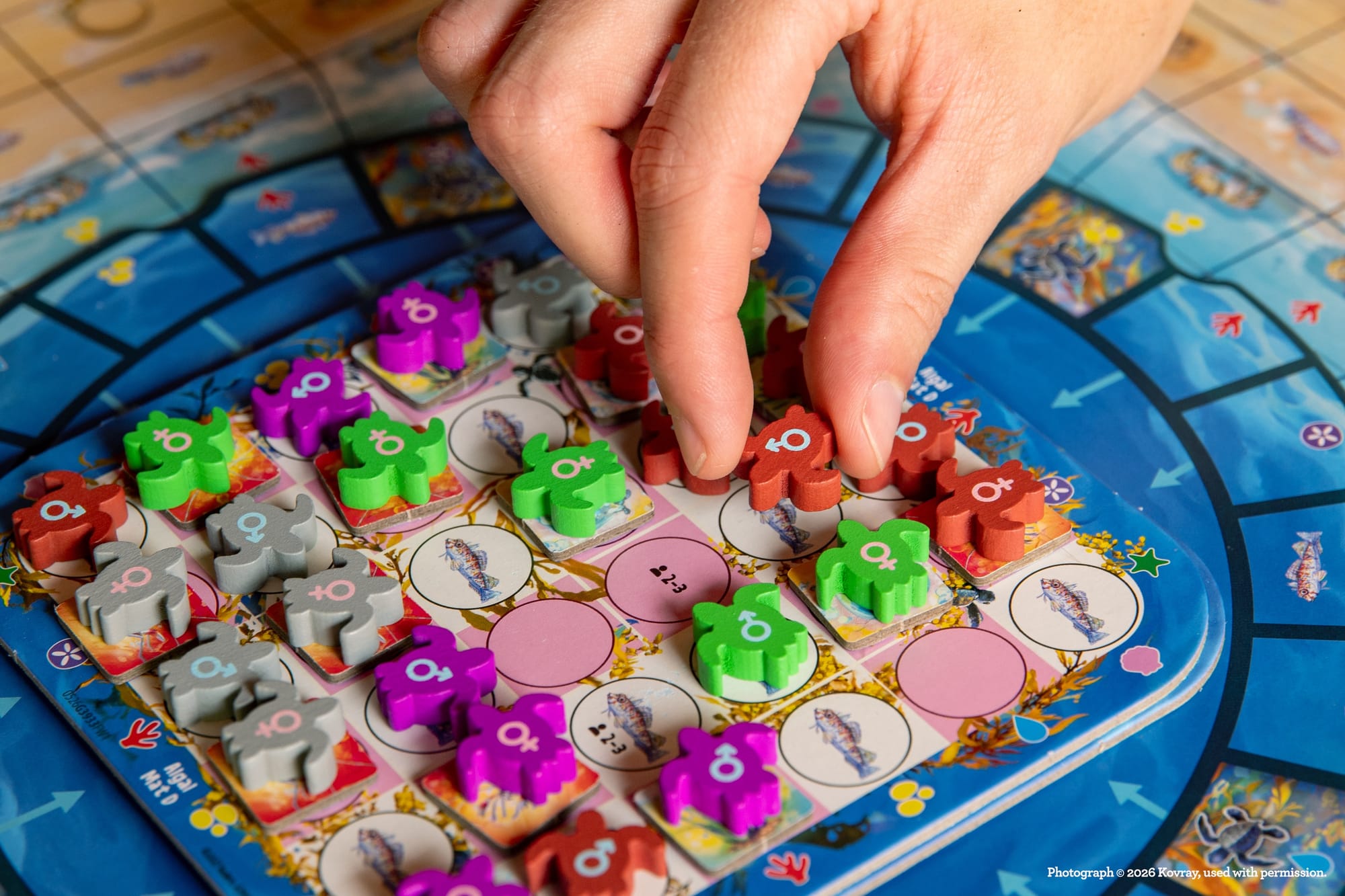 A hand holds a turtle hatchling and is placing it on the central algal mat, which holds hatchlings in all four player colors.