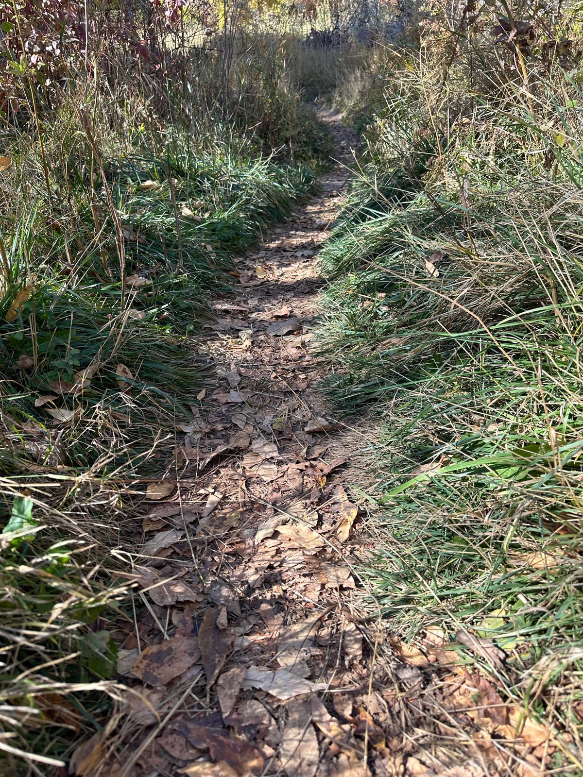 Pathways