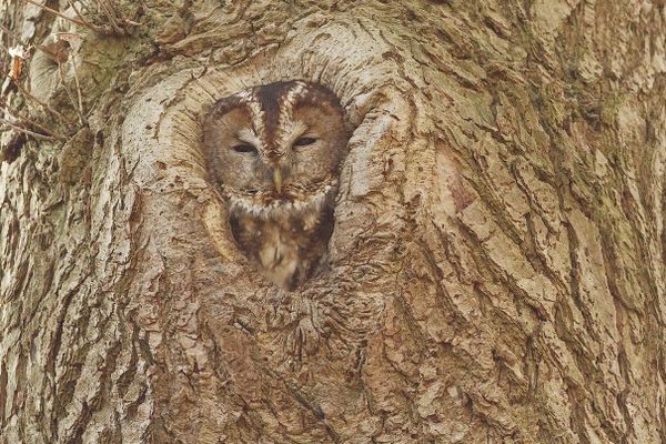 Hiding in Plain Sight