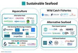 Turning the Tide on Sustainable Seafood
