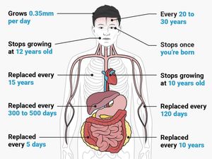 The Biology of 1% Habit stacking each day for 365 days | 37 x Regeneration