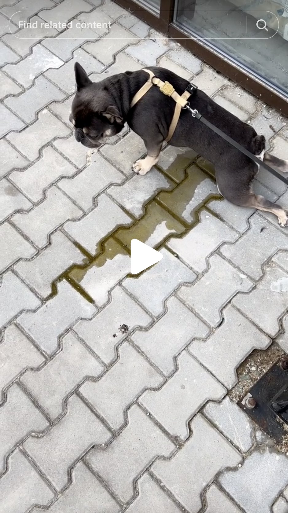 A TikTok video