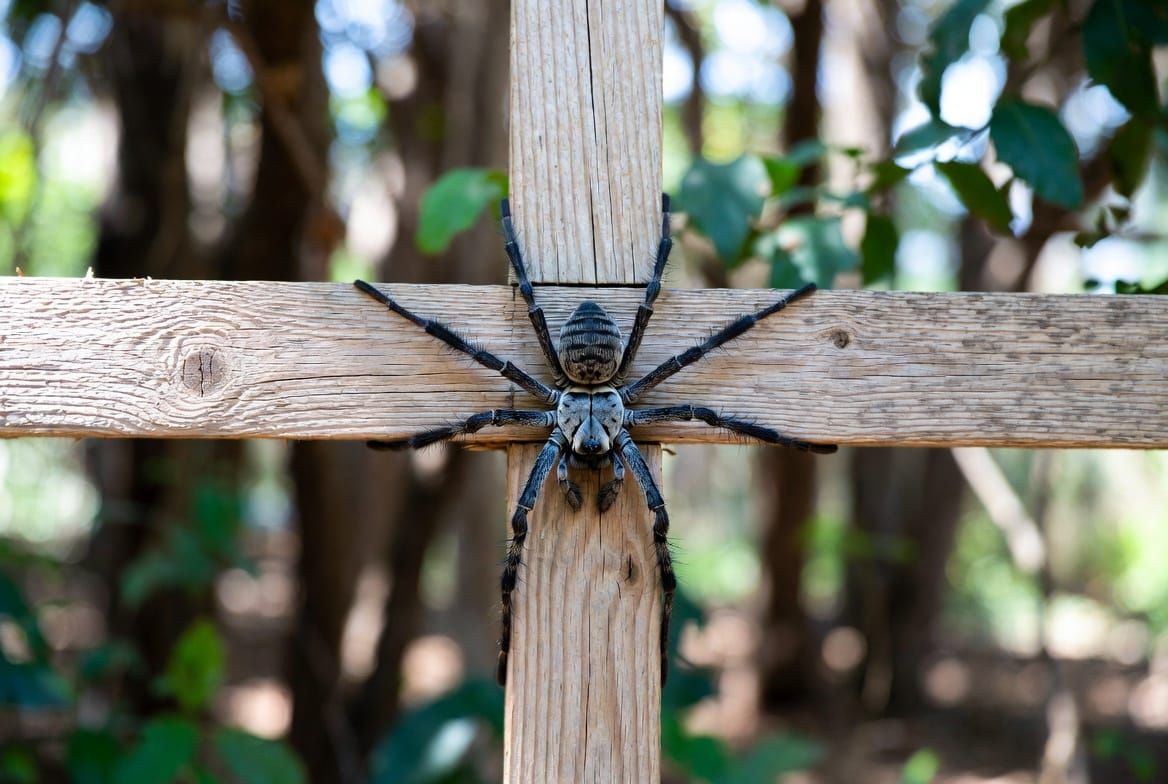A spider being crucified